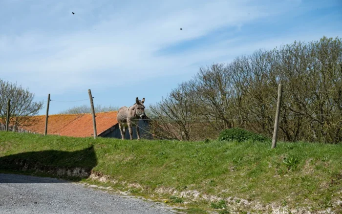 Vacances à la ferme : où dormir et quoi vivre en agritourisme en France