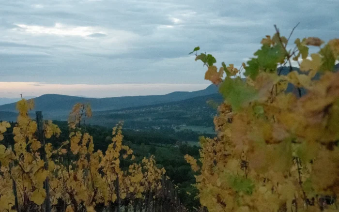 Albé, le village viticole de montagne que l&rsquo;Alsace garde pour elle