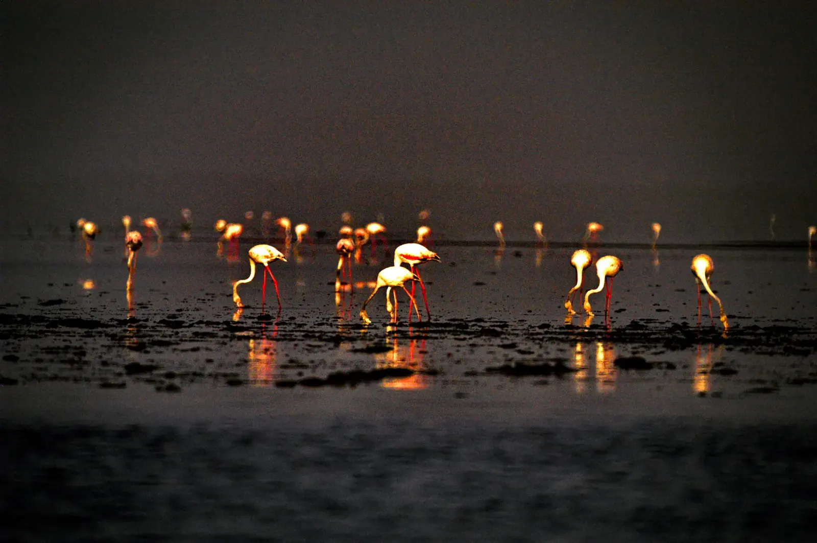 Flamants se nourrissant sur une vasière de la mangrove de Casamance au crépuscule