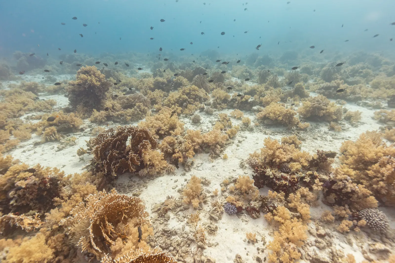 Coraux et algues sur fond de sable clair à faible profondeur dans le parc national de Ras Mohammed