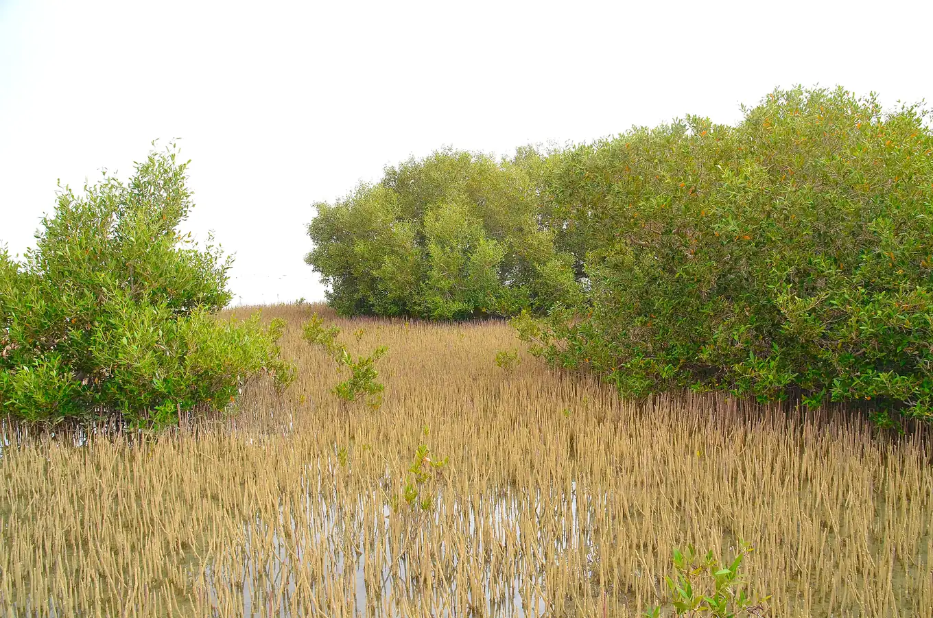 Un bosquet de palétuviers Avicennia marina et ses pneumatophores dans l'aire protégée de Nabq, au nord de Charm el-Cheikh