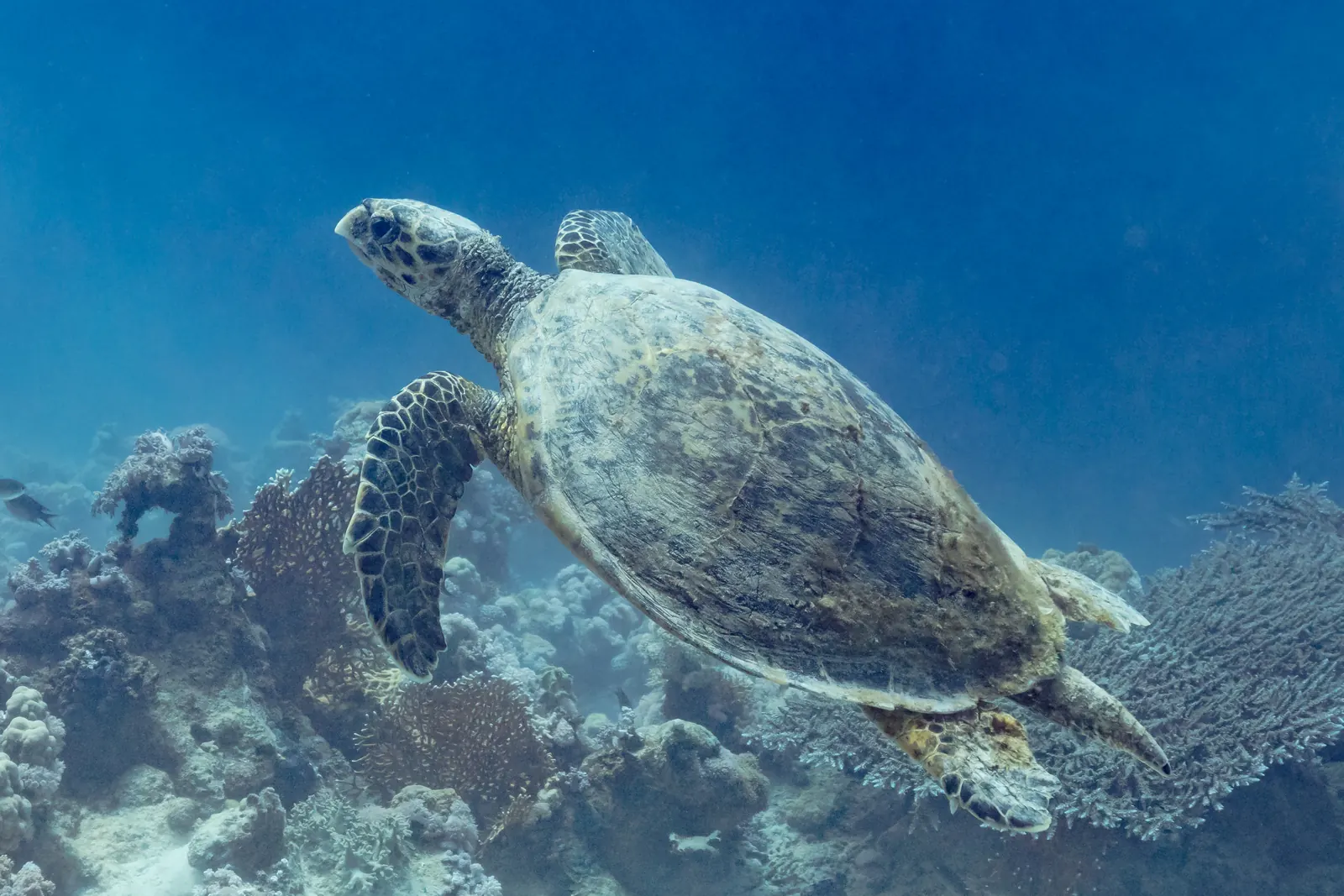 Une tortue imbriquée nage au-dessus des coraux dans le parc national de Ras Mohammed, en mer Rouge