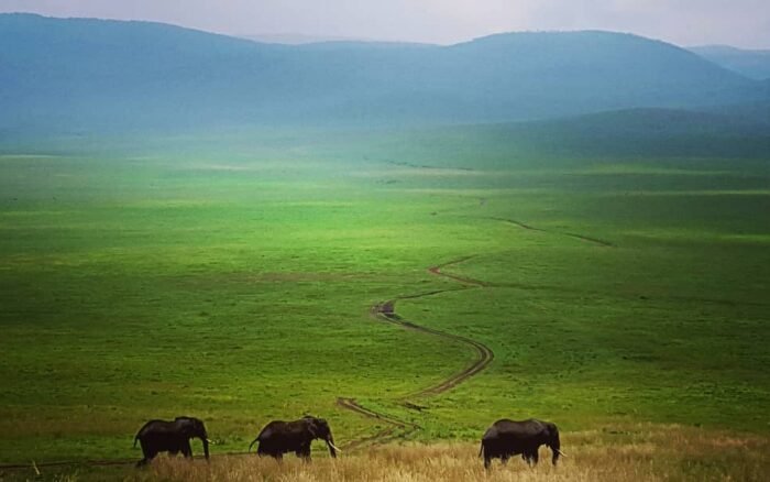 Safari photo : le matériel et les réglages qui changent tout