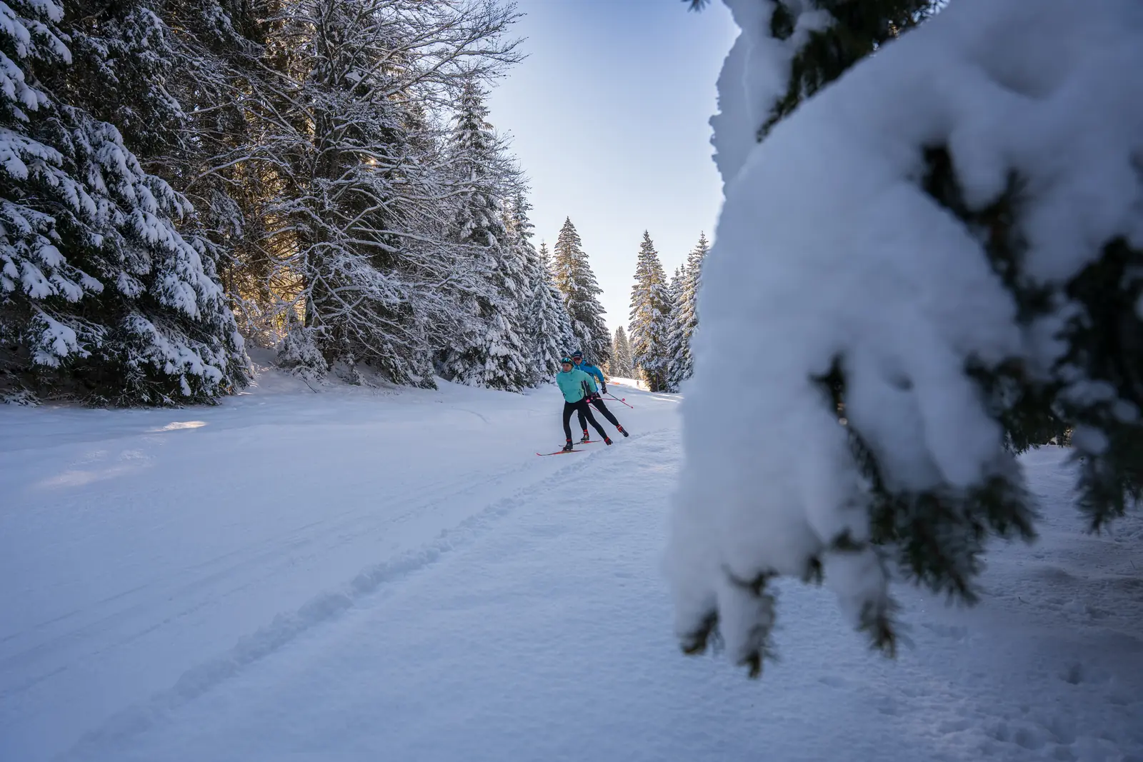 Deux fondeurs s'éloignent sur une piste bordée de sapins chargés de neige