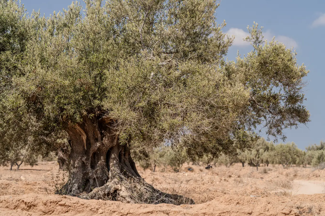 Vieil olivier au tronc noueux dans la campagne sèche de Djerba, avec d'autres oliviers en arrière-plan