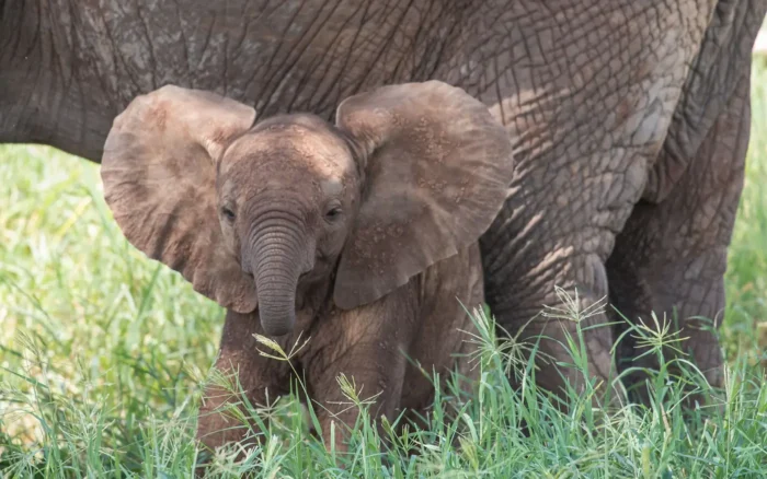 Pourquoi faire un safari sur mesure en Tanzanie ?