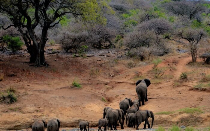 Safari en Afrique du Sud : Kruger, prix et quand partir