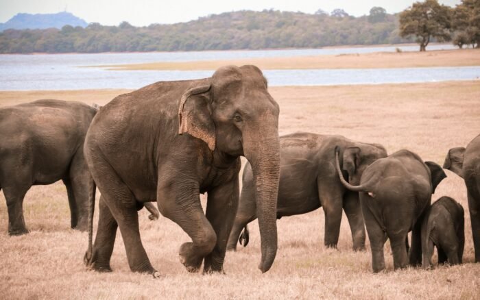 Udawalawe : le parc aux éléphants du Sri Lanka
