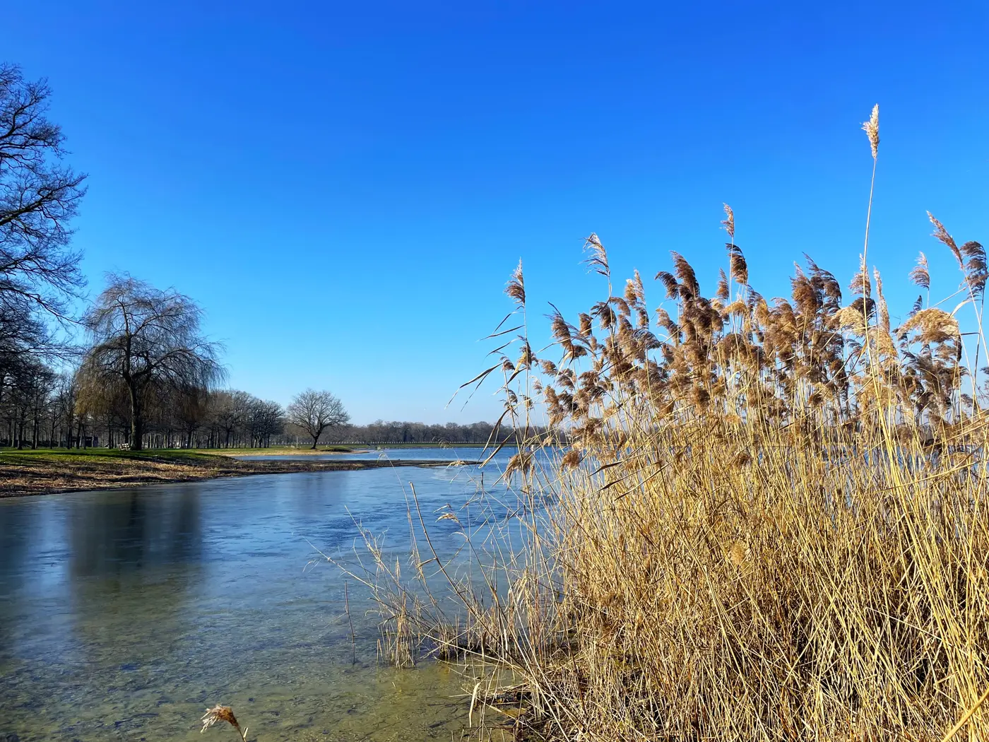Roseaux au bord de l'étang du Puits, hors saison