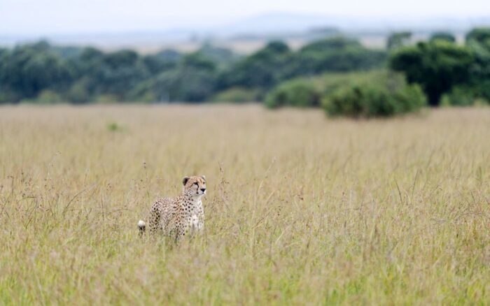 Safari au Masai Mara : la migration, quand partir et comment