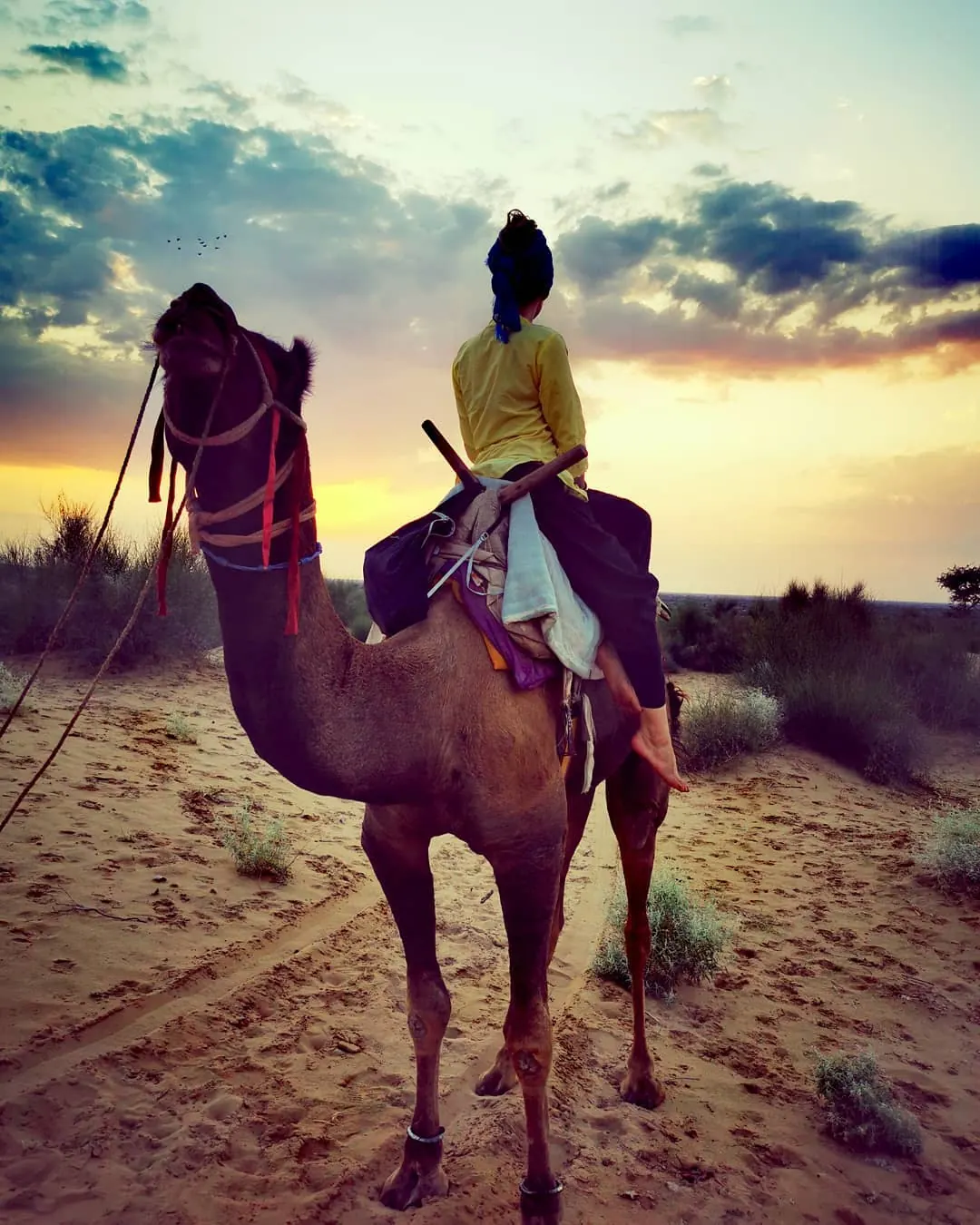 Sortie à dos de dromadaire au coucher du soleil dans le désert du Rajasthan, sable clair et buissons épars