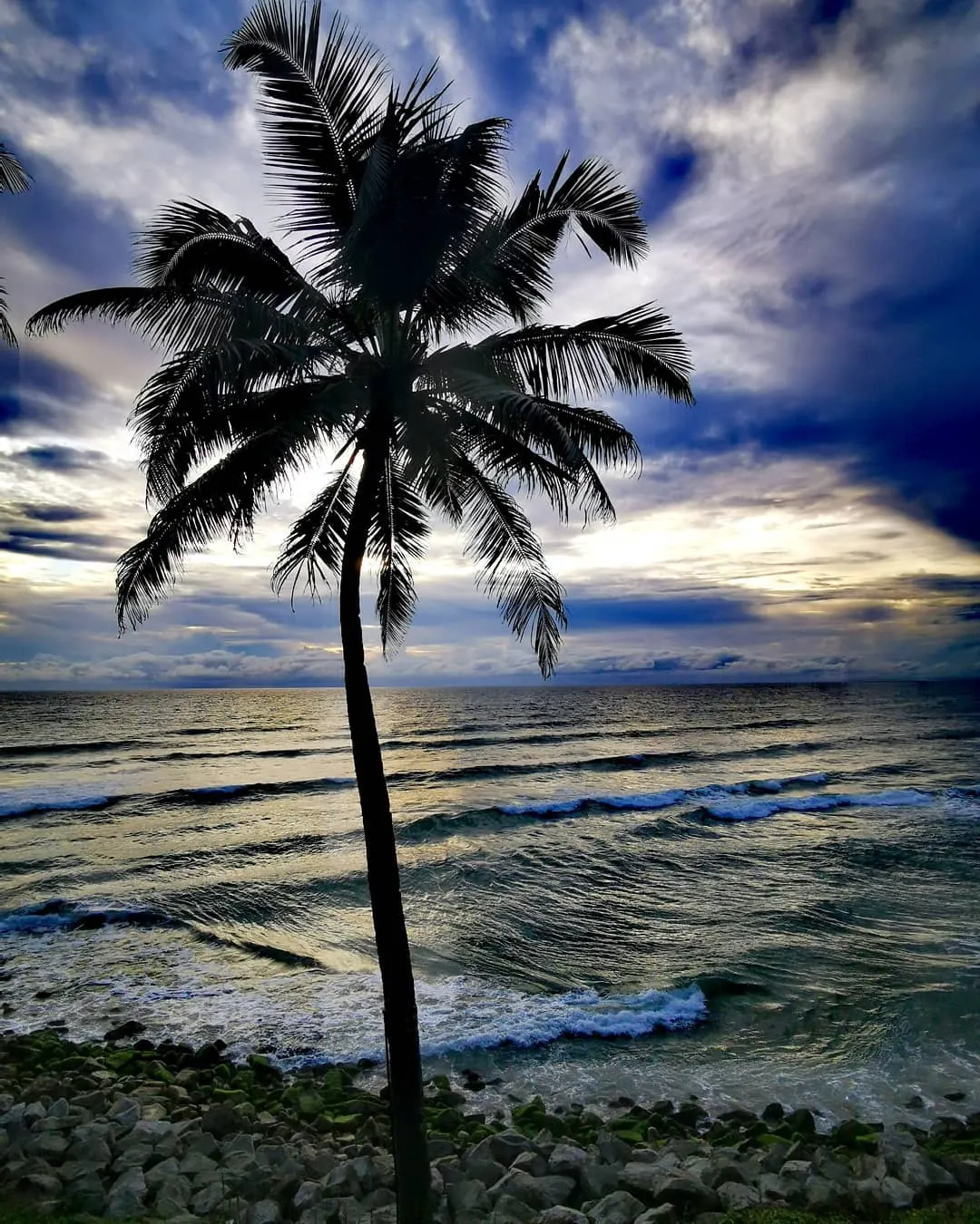 Cocotier en silhouette devant une plage de sable noir du Kerala, vagues et ciel nuageux en fin de journée