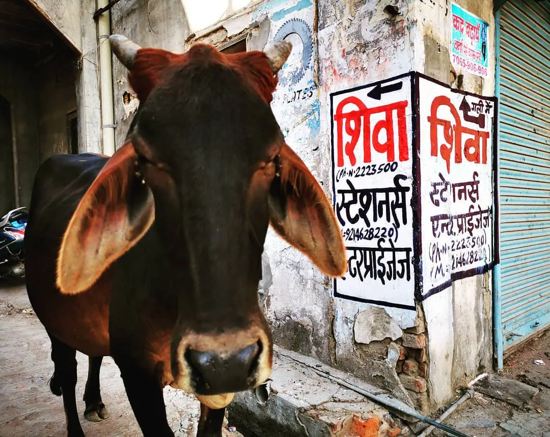Vache brune aux grandes oreilles debout dans une ruelle de Bikaner, devant des enseignes peintes en hindi et un rideau de fer bleu