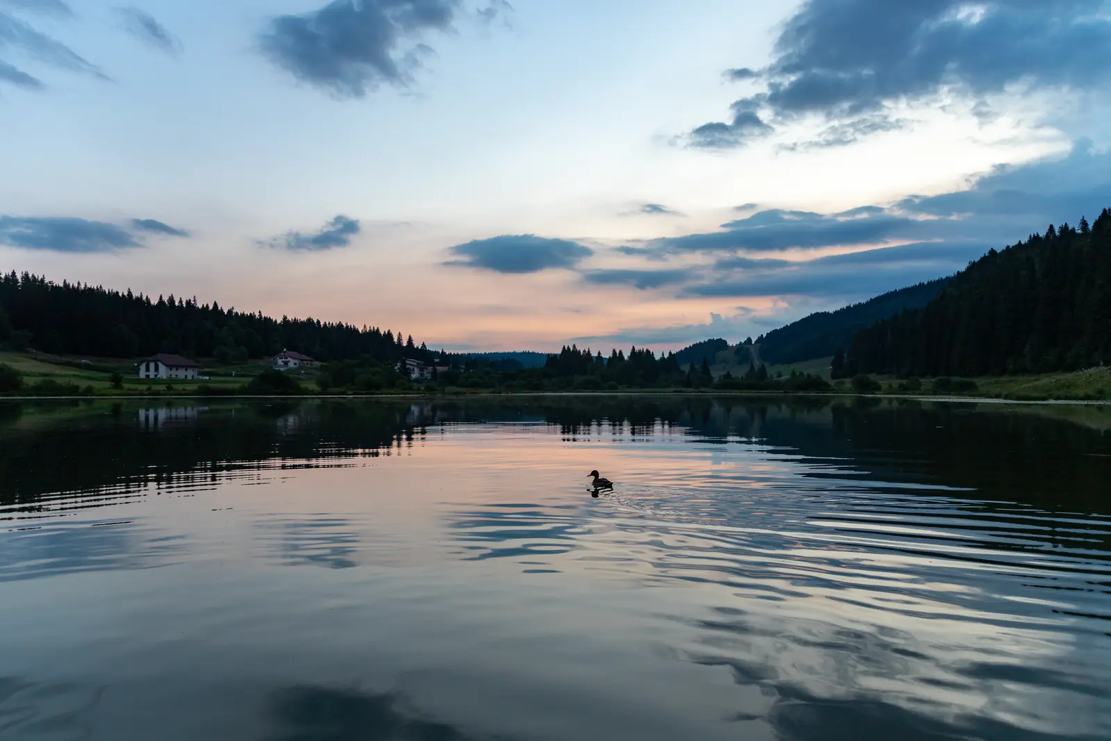 Le lac de Lamoura au crépuscule, un oiseau d'eau à la surface