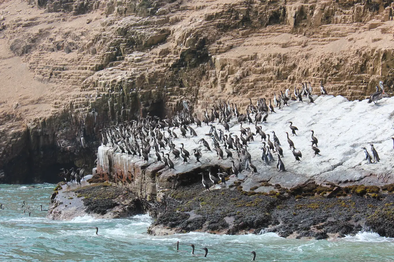 Des oiseaux marins et des lions de mer sur les rochers des îles Palomino, au large du port de Callao