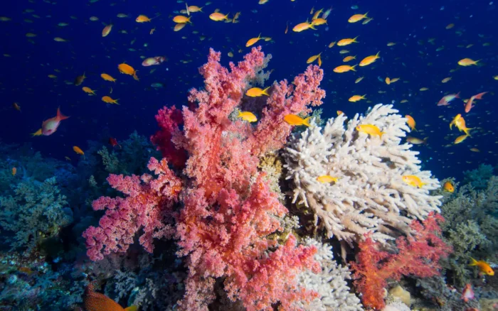 Que faire à Marsa Alam : tortues, dauphins, récifs du large et désert, sans se raconter d&rsquo;histoires