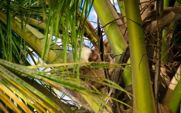 Faune du Costa Rica : paresseux, crocodiles et parcs où les voir