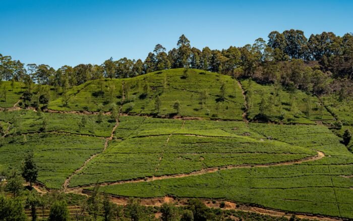 Nuwara Eliya : les plantations de thé du Sri Lanka