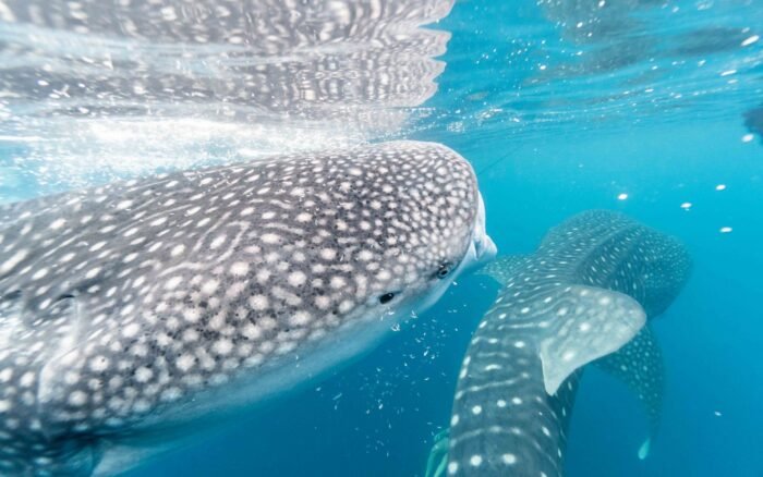 Ningaloo et Exmouth : nager avec les requins-baleines