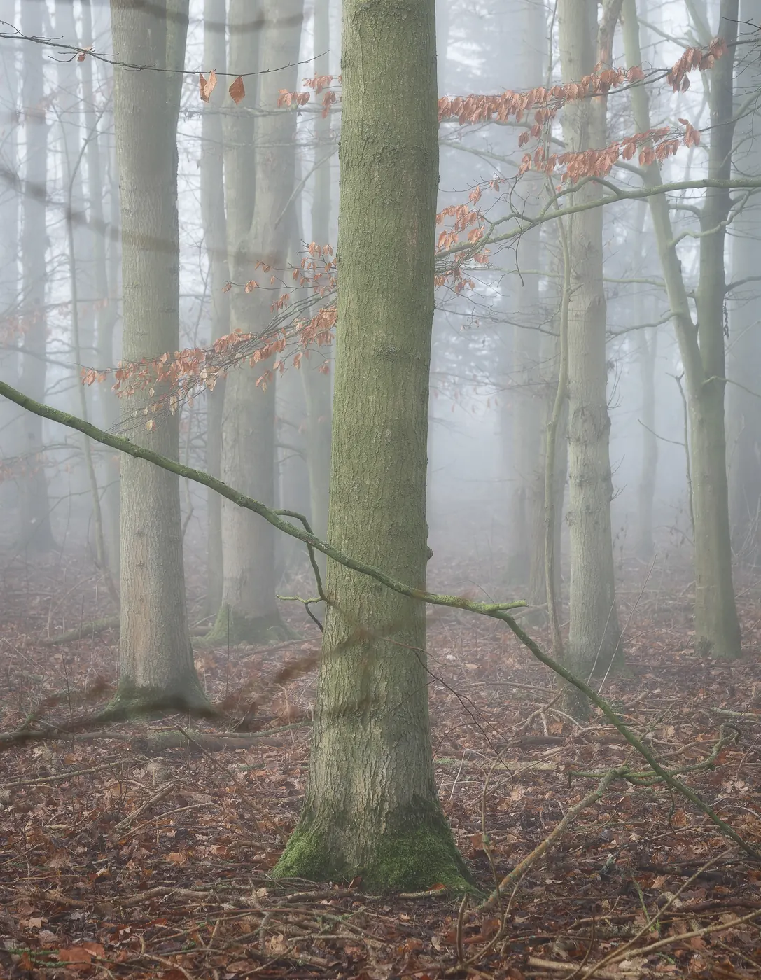 Sous-bois de hêtres dans la brume matinale, troncs clairs et feuilles rousses au sol