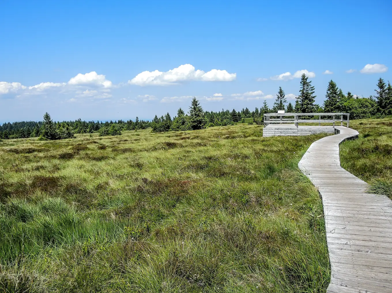 Passerelle en bois traversant une tourbière d'altitude bordée d'épicéas au Gazon du Faing, dans les Vosges, sous un ciel bleu