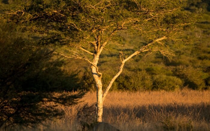 Safari en Afrique : quel pays choisir selon ce que vous cherchez