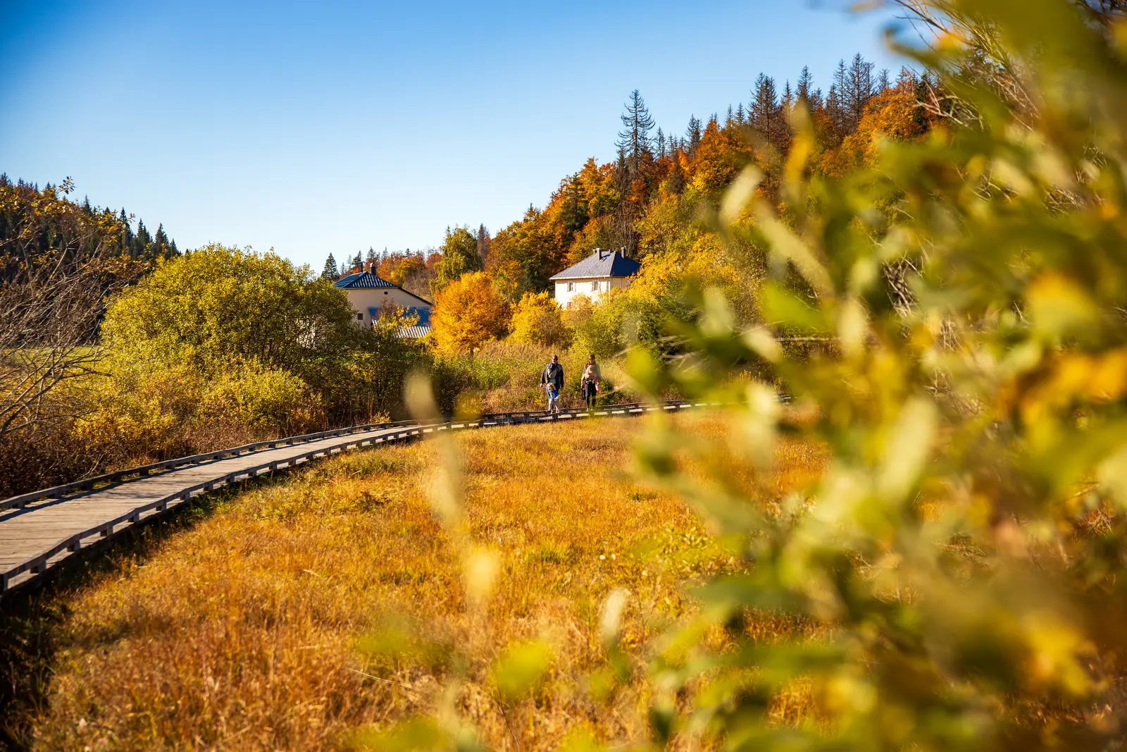 Un sentier sur platelage traverse la végétation dorée au bord du lac, en automne