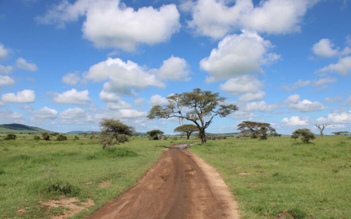 Safari en Tanzanie : Serengeti, Ngorongoro et la migration