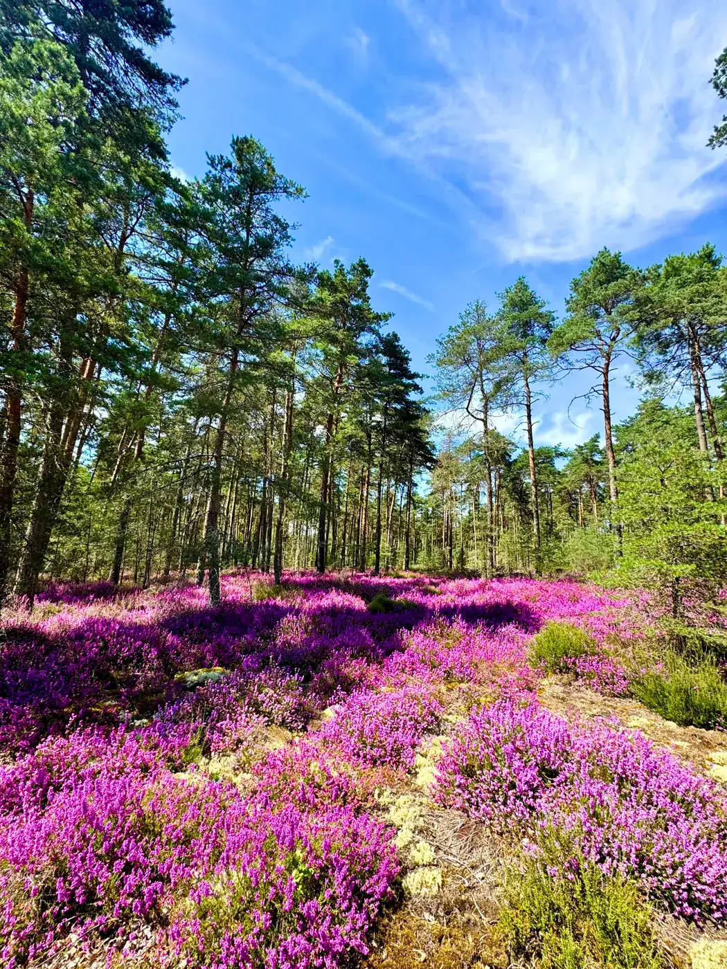 Bruyère en fleur dans les landes de Sologne