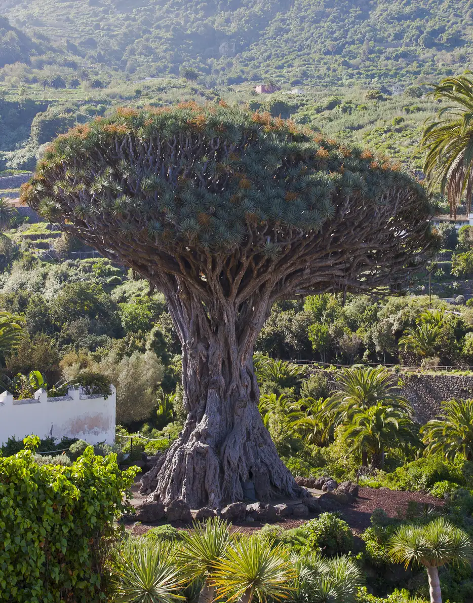 Le grand dragonnier d'Icod de los Vinos avec son tronc massif et sa couronne de feuilles