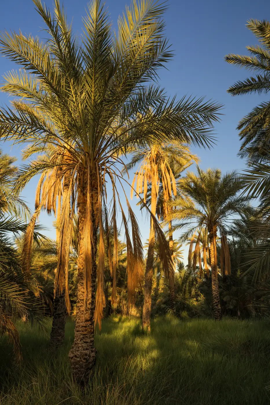 Palmiers-dattiers baignés de lumière dans la palmeraie de Tozeur