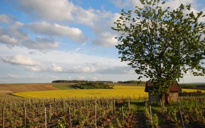 La Côte des Bar autour d&rsquo;Essoyes : que voir sur la route du champagne dans l&rsquo;Aube