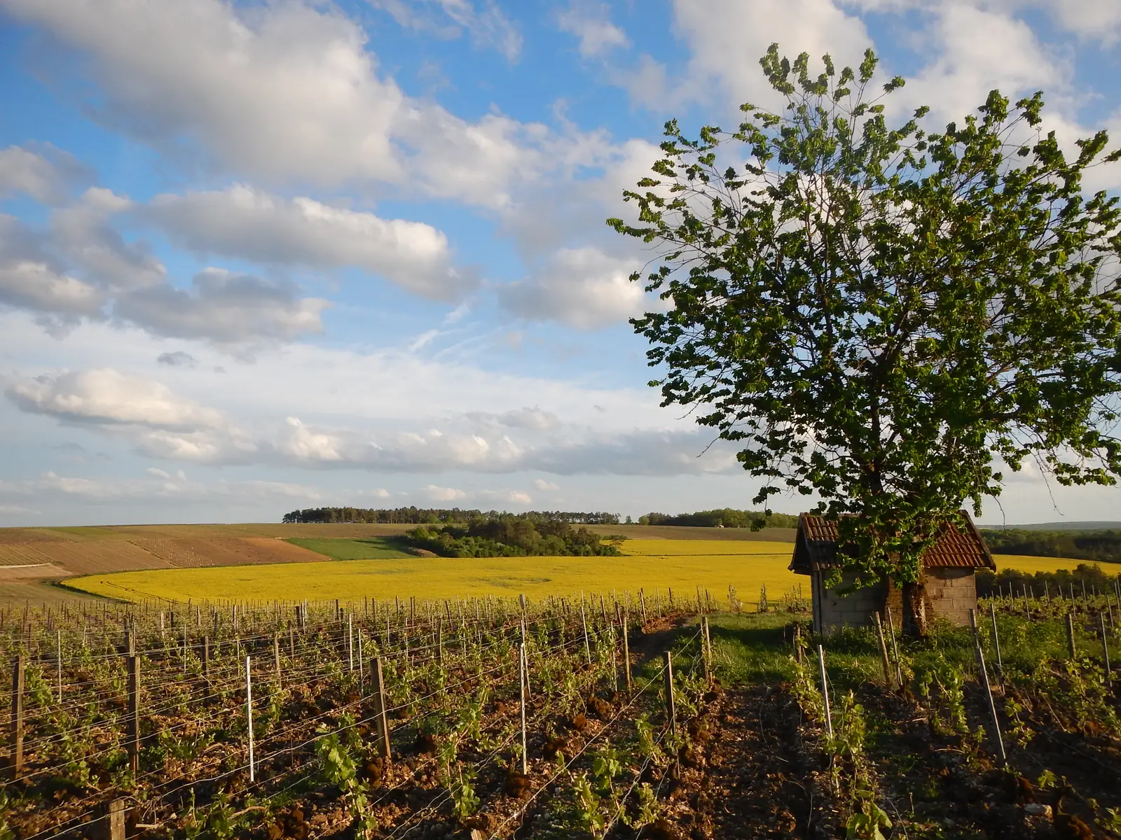 Rangs de vigne au printemps près d'Essoyes, avec une cabane de vigneron sous un arbre et un champ de colza