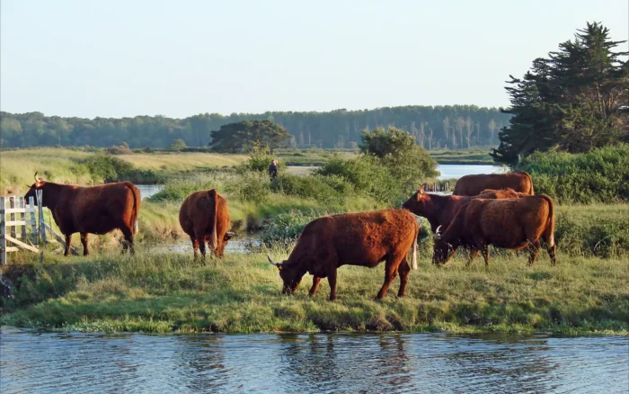 Que faire autour des Sables-d&rsquo;Olonne : marais, villages et excursions
