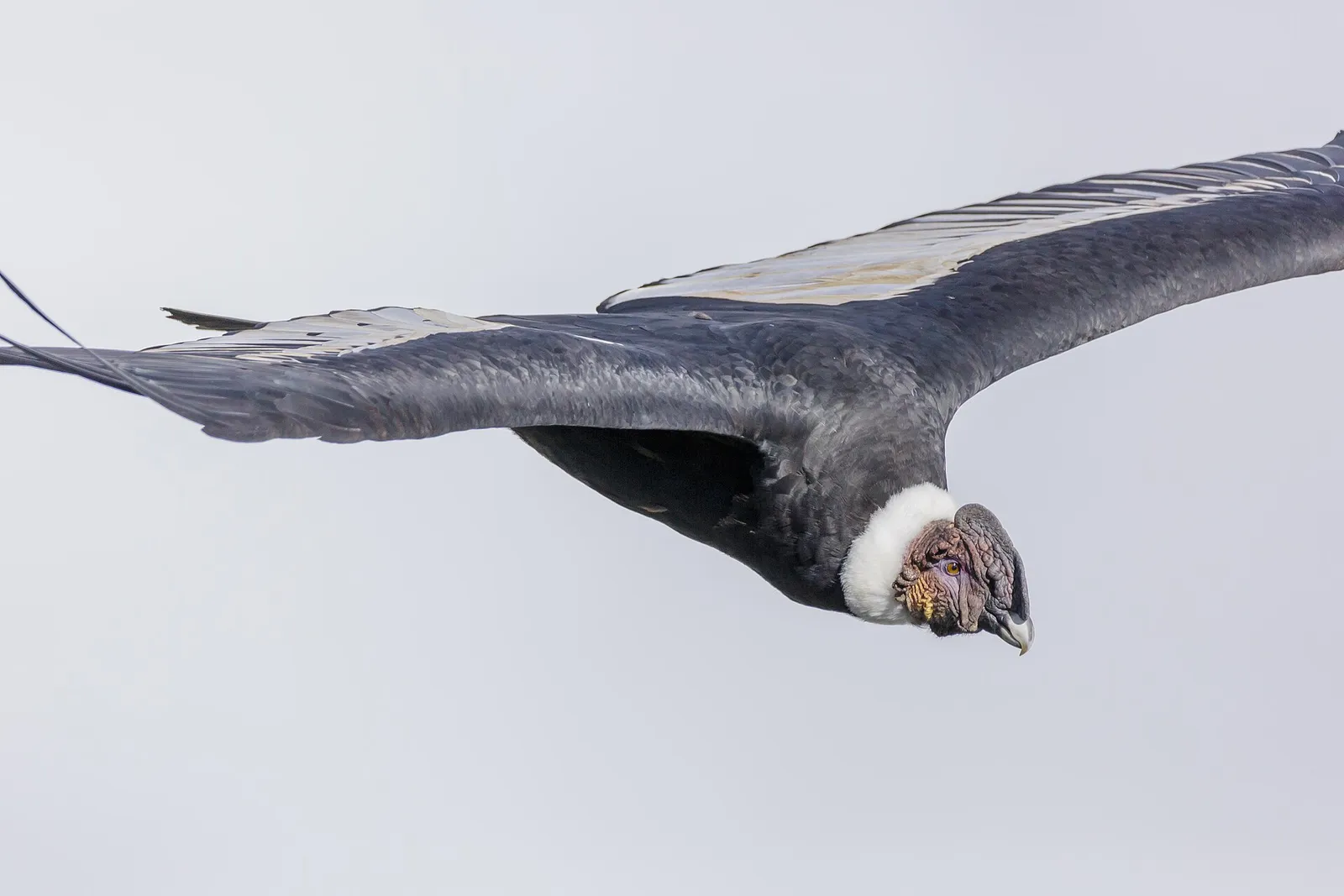 Un condor des Andes en vol au-dessus du canyon de Colca, au Pérou