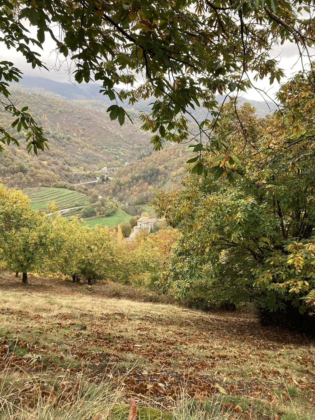 Châtaigneraie aux couleurs d'automne dominant une vallée à Saint-Pierreville
