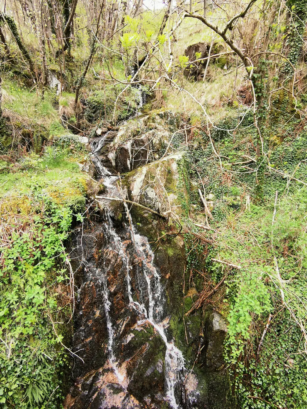 Petit ruisseau dévalant en cascade un versant boisé près de Saint-Pierreville au printemps